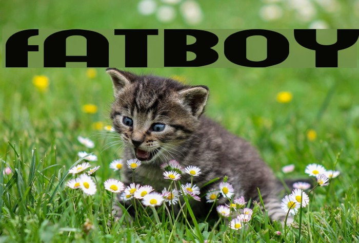 fatboy Font examples