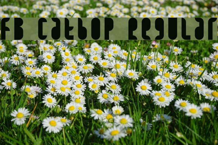 FB Catbop Regular Example 1