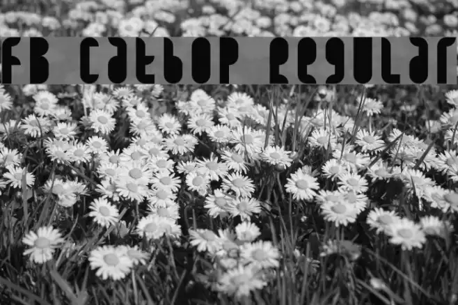 FB Catbop Regular Font examples