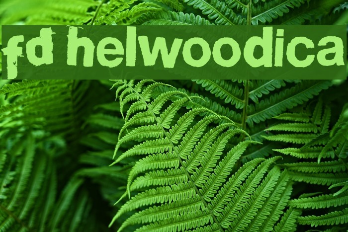 FD Helwoodica Example 3