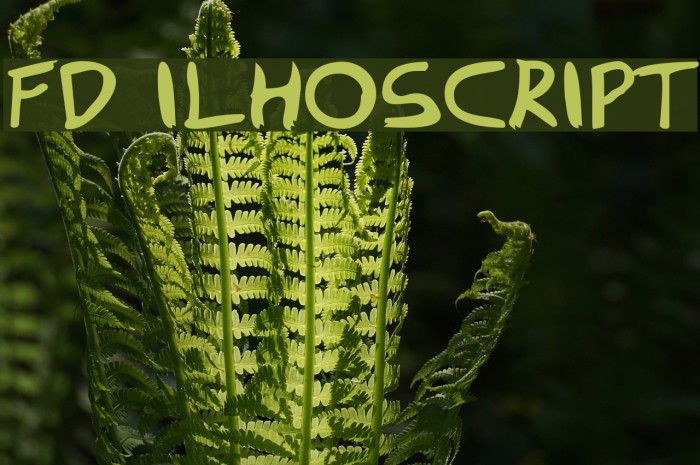 FD Ilhoscript Font examples