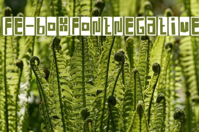 FE-BoxFontNegative Example 1