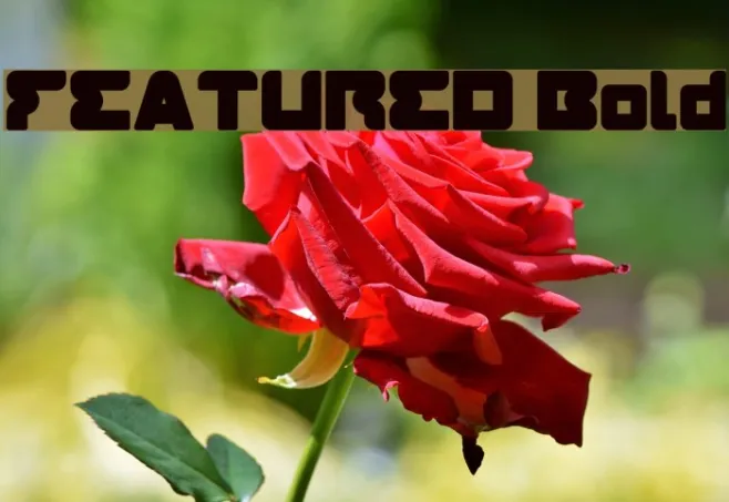 FEATURED Bold Example 3