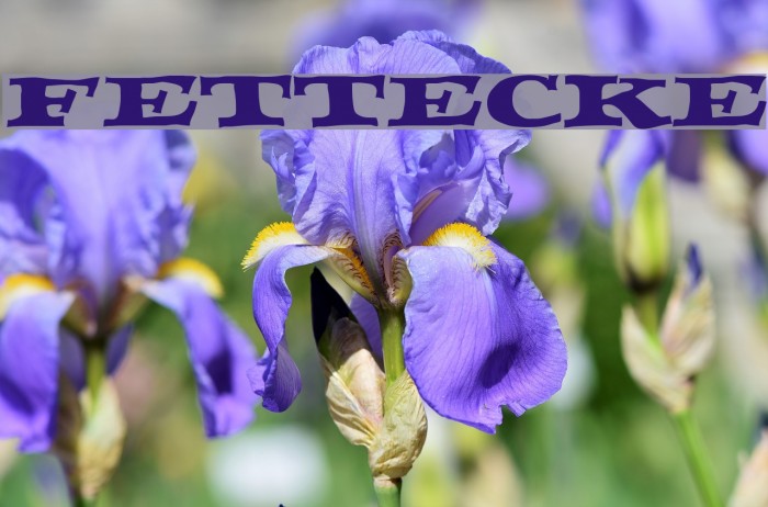 FETTECKE Font examples