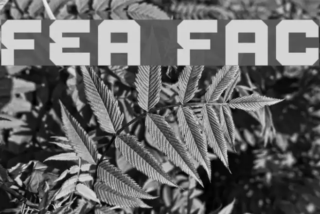 Fear Factor Font examples