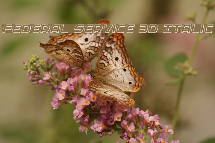 Federal Service 3D Italic Font examples