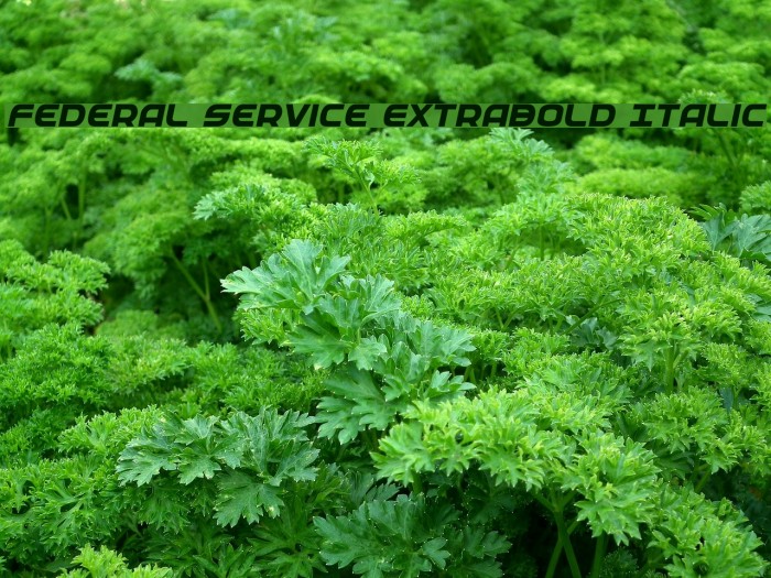 Federal Service ExtraBold Italic フォント examples