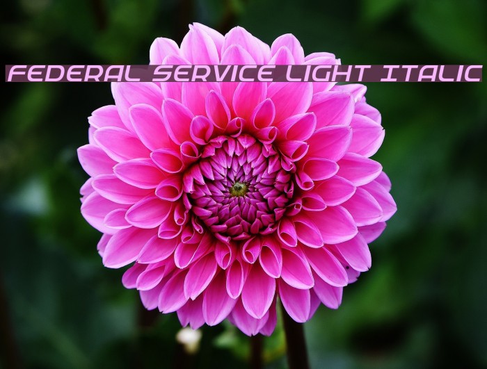 Federal Service Light Italic Font examples