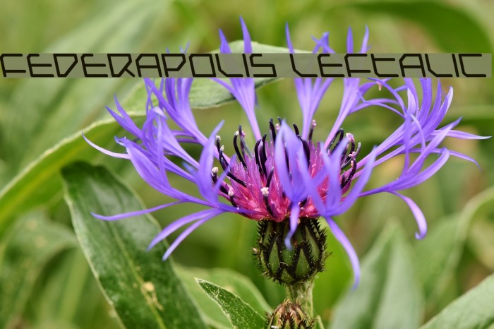 Federapolis Leftalic Font examples