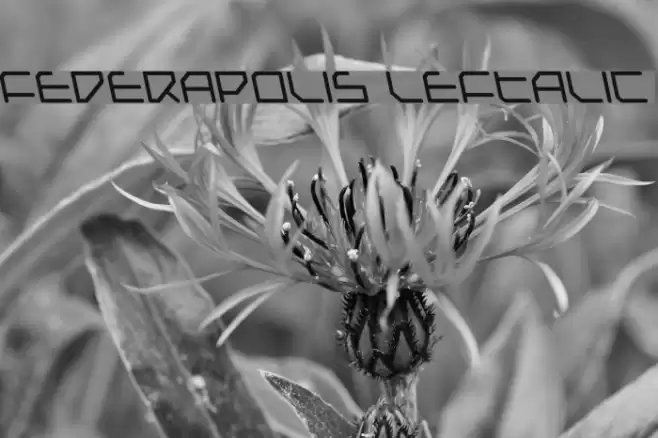 Federapolis Leftalic Шрифта examples