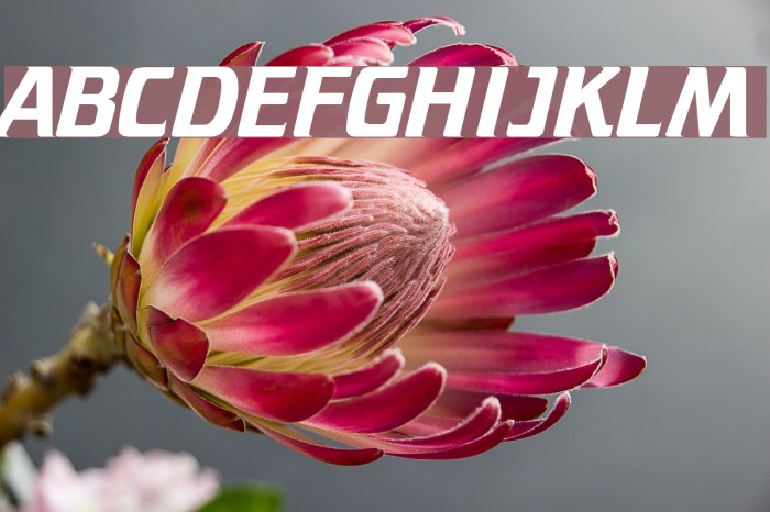 FederationCrille Font examples