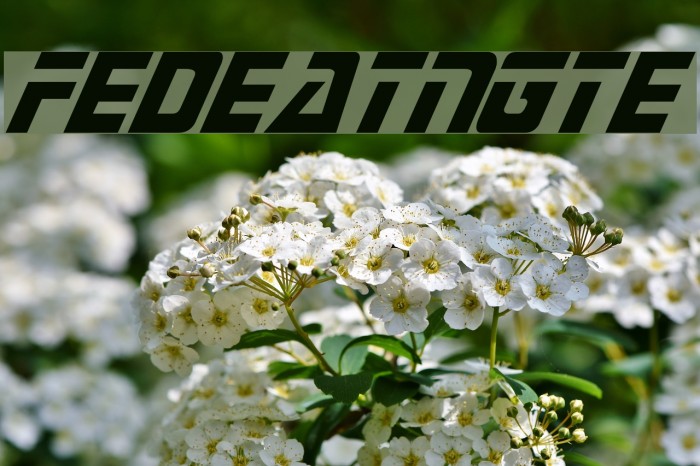 FederationTNGTitle Font examples