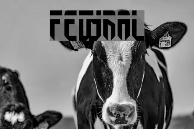 Fedyral Fonte examples