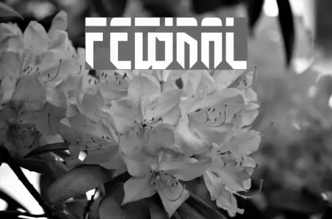 Fedyral Fonte examples