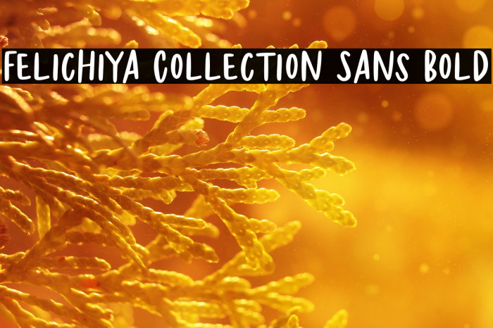 Felichiya Collection Sans Bold Example 1