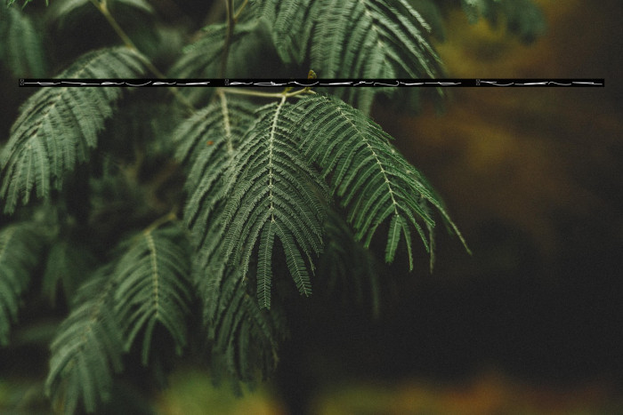 Felicia Signature Swash Example 3