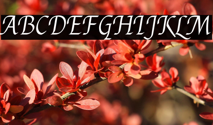 Felipa Regular خط examples