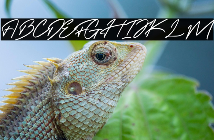 Felisha Roseland Demo Example 2