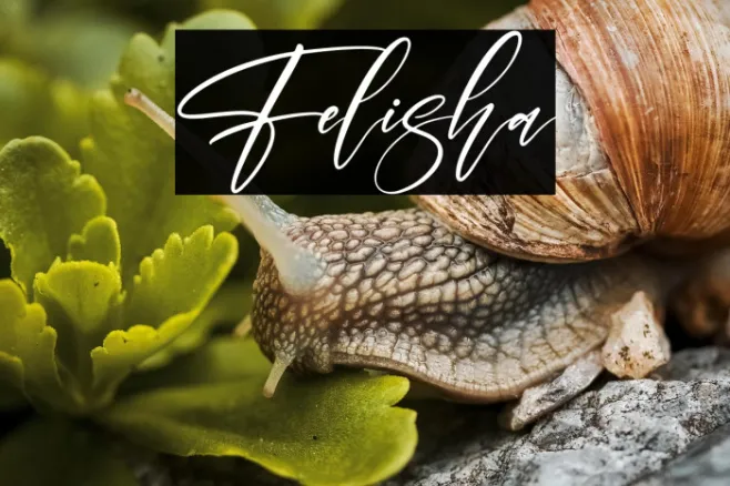 Felisha Example 1