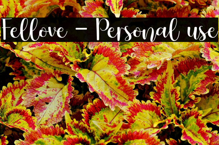 Fellove - Personal use Example 3