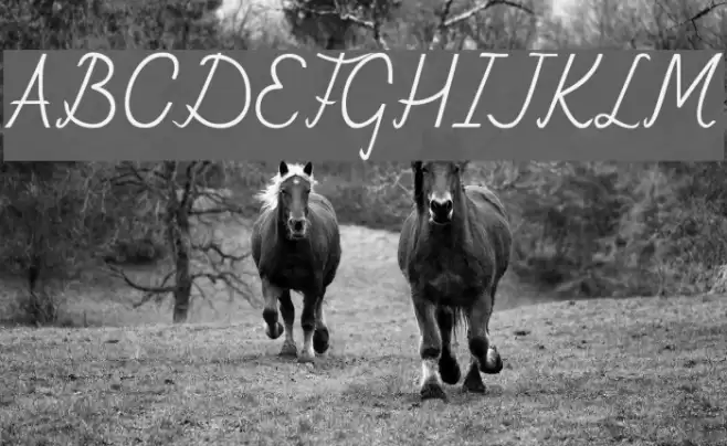 Fely Schriftart examples