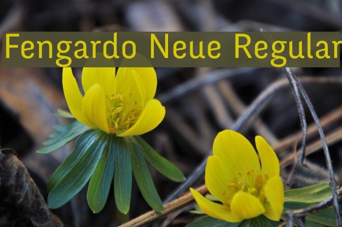 Fengardo Neue Regular Example 1