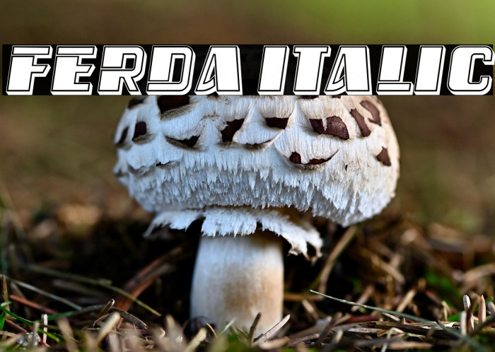 Ferda Italic Example 2
