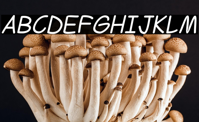 Ferrero Rocker Italic Example 2