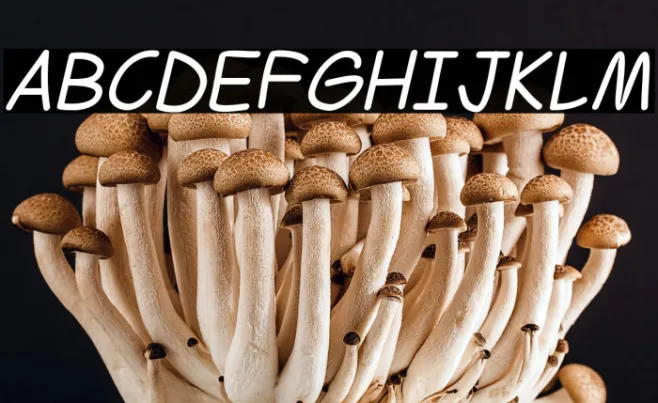 Ferrero Rocker Italic Example 2