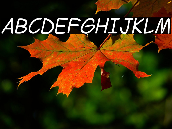 Ferrero Rocker Italic Example 3