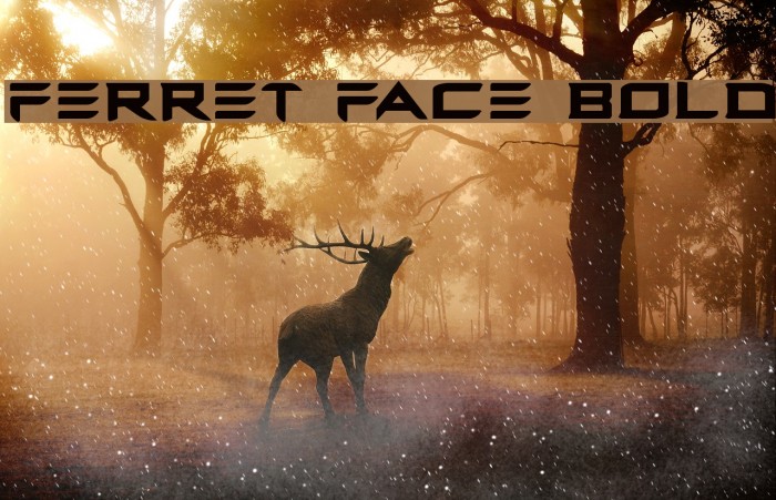 Ferret Face Bold Font examples