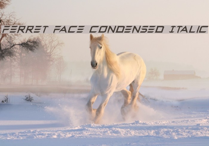 Ferret Face Condensed Italic Font examples