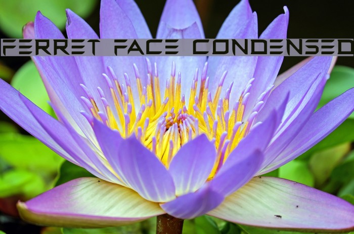 Ferret Face Condensed Font examples