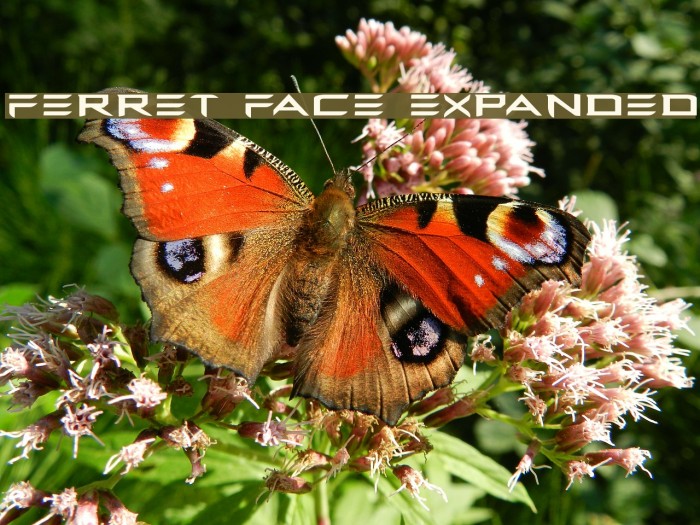 Ferret Face Expanded Example 2