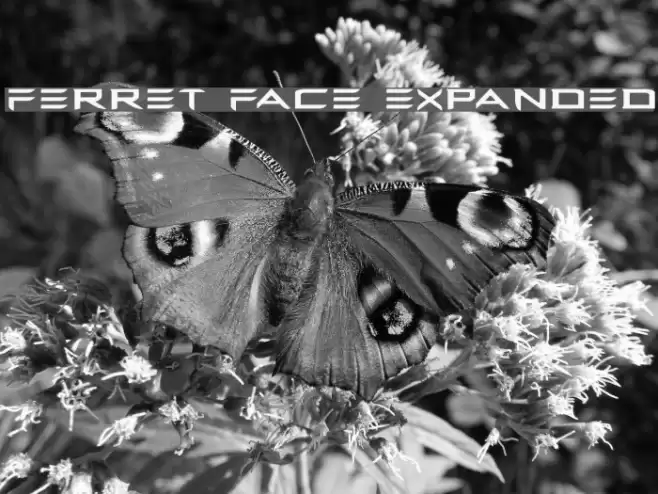 Ferret Face Expanded Font examples