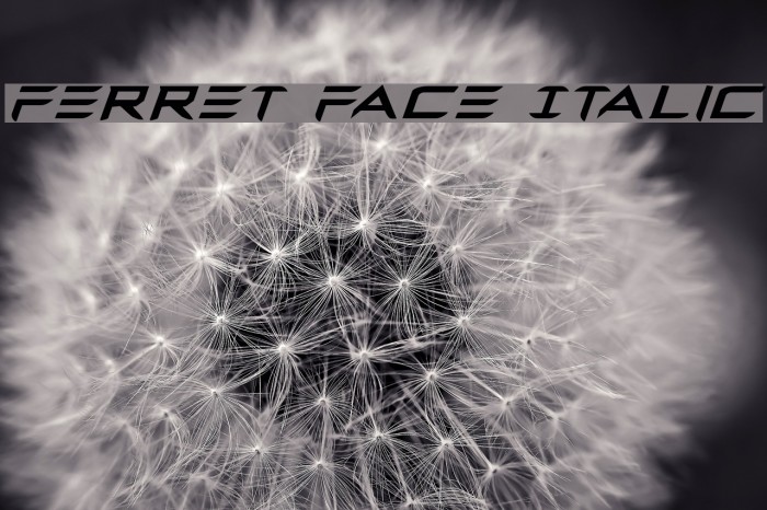 Ferret Face Italic Example 1