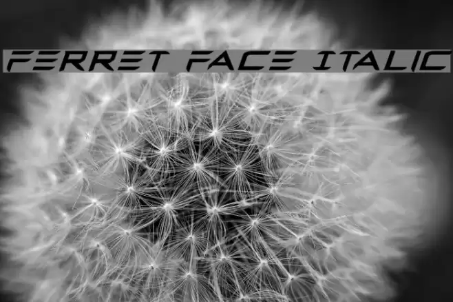 Ferret Face Italic Font examples