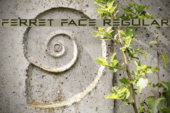 Ferret Face Regular Example 1