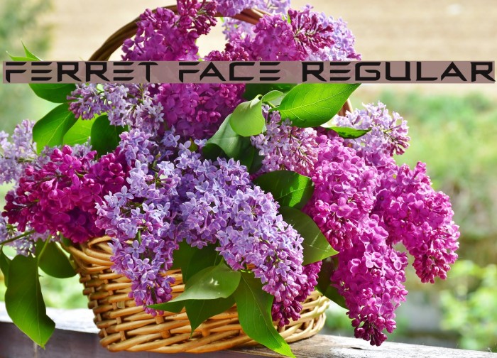 Ferret Face Regular Example 2