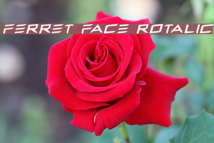 Ferret Face Rotalic Font examples