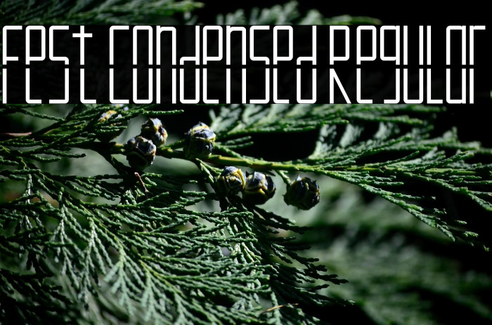 Fest Condensed Regular Example 1