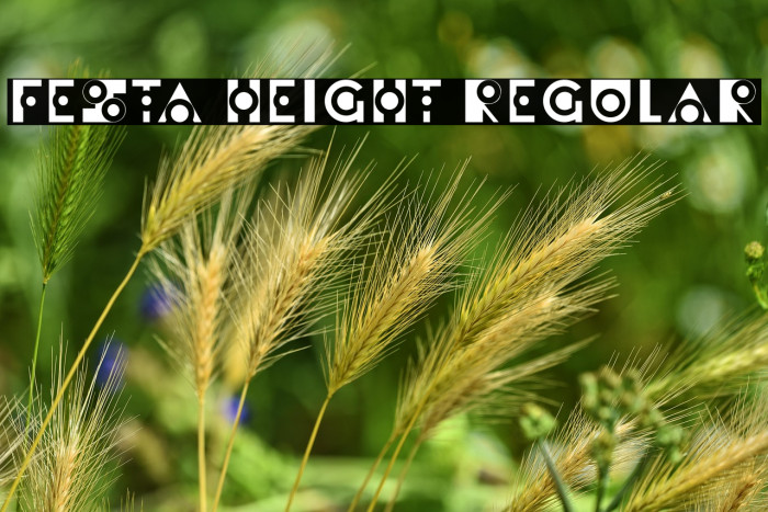 Festa Height Regular Example 1