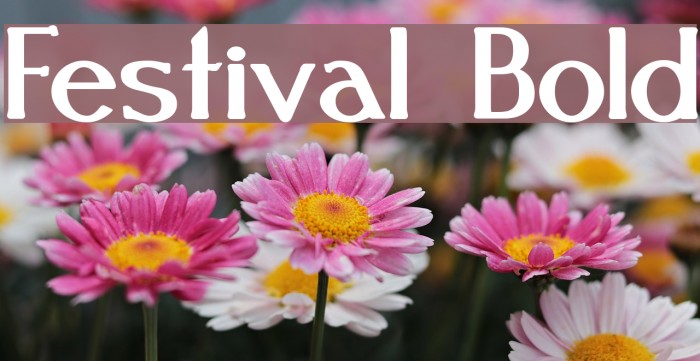 Festival Bold Font examples