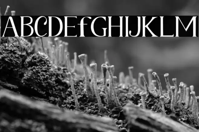 Fetance Font examples