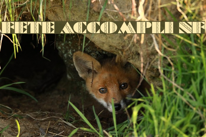 Fete Accompli NF Font examples