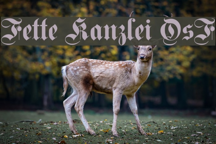 Fette Kanzlei OsF Font examples