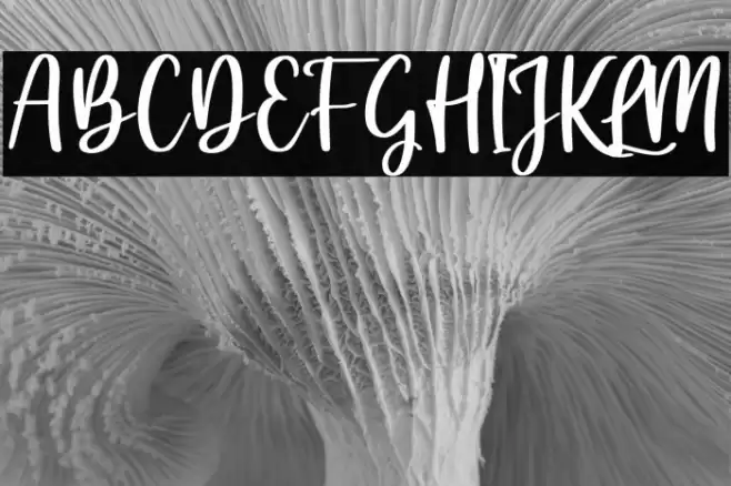 feather Font examples