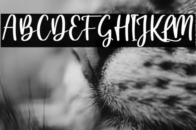 feather Font examples
