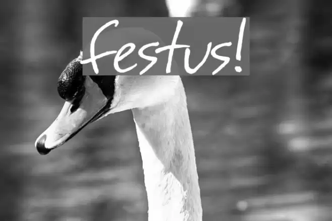 festus! Font examples