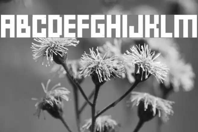 FFF Forward Fonte examples